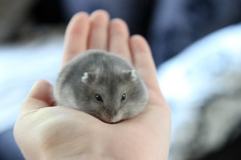 Harmaa talvikko kämmenellä